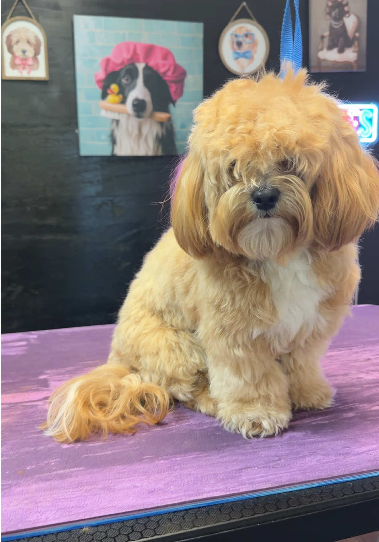 @DIRTY.PAWS.PETSALON