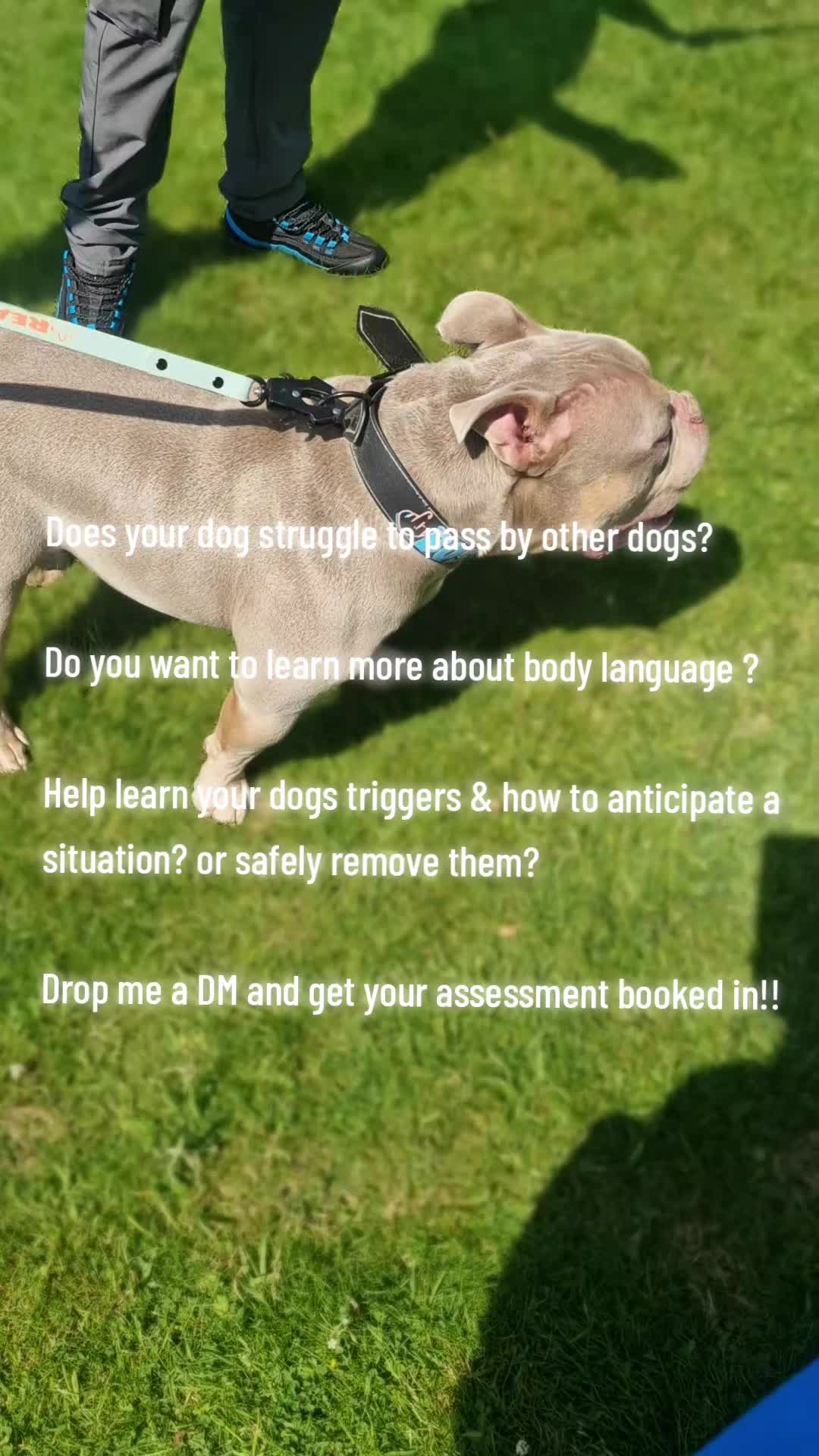 @The Dog Mother Lanarkshire