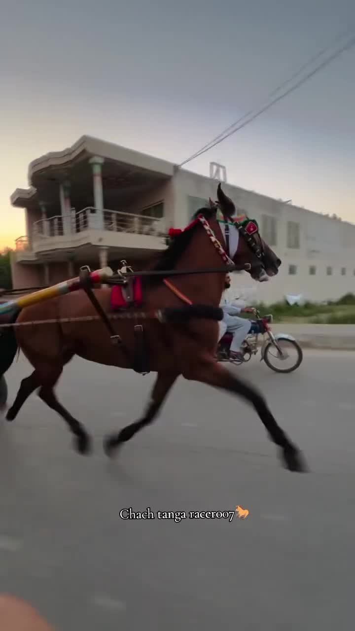 @Chach tanga racer007🐎