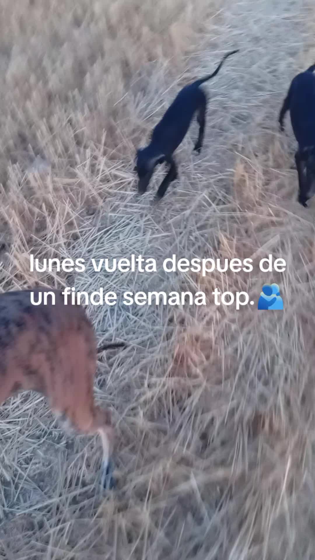@cocodrilo