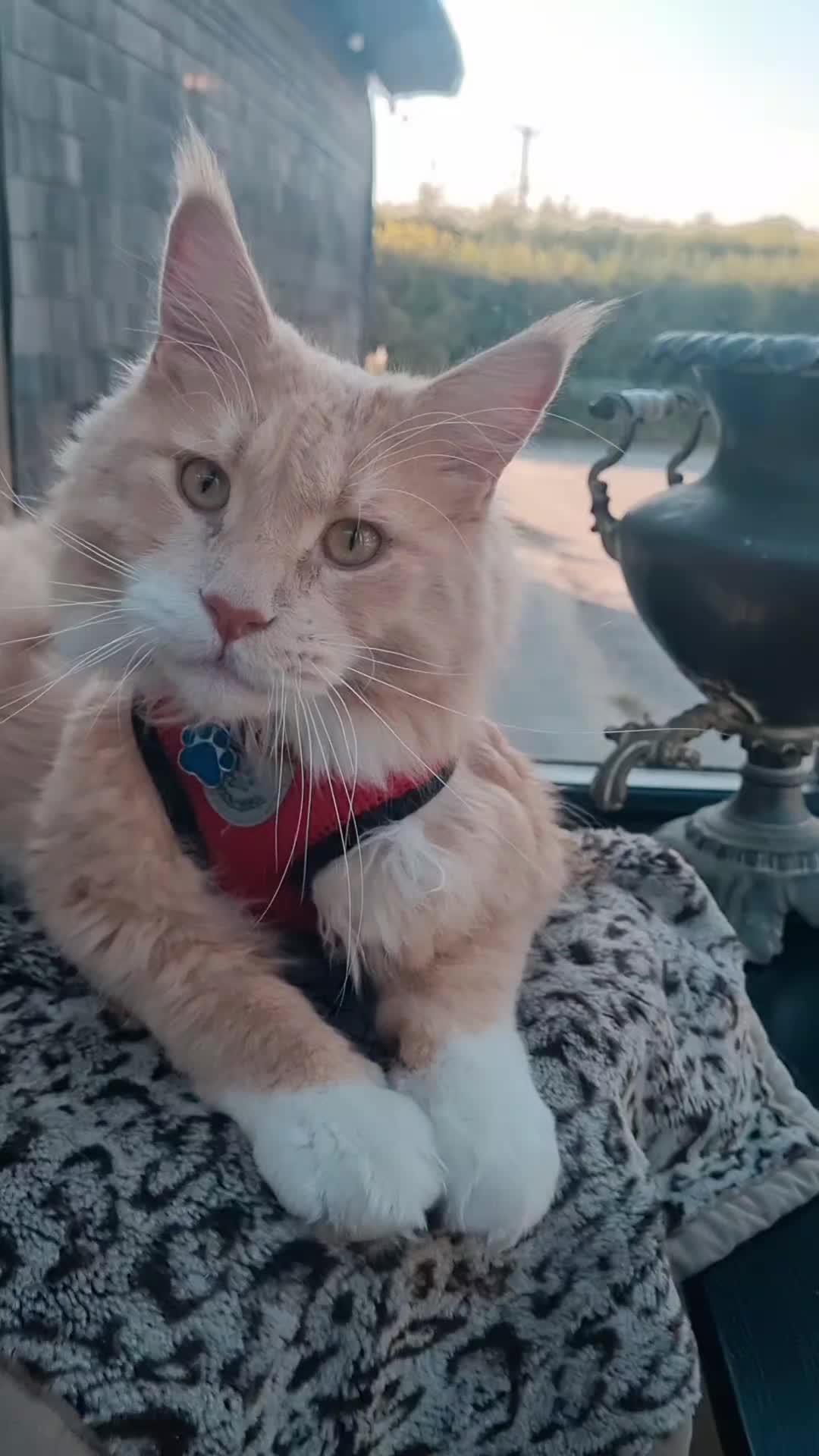 @Dollzuki Maine Coons