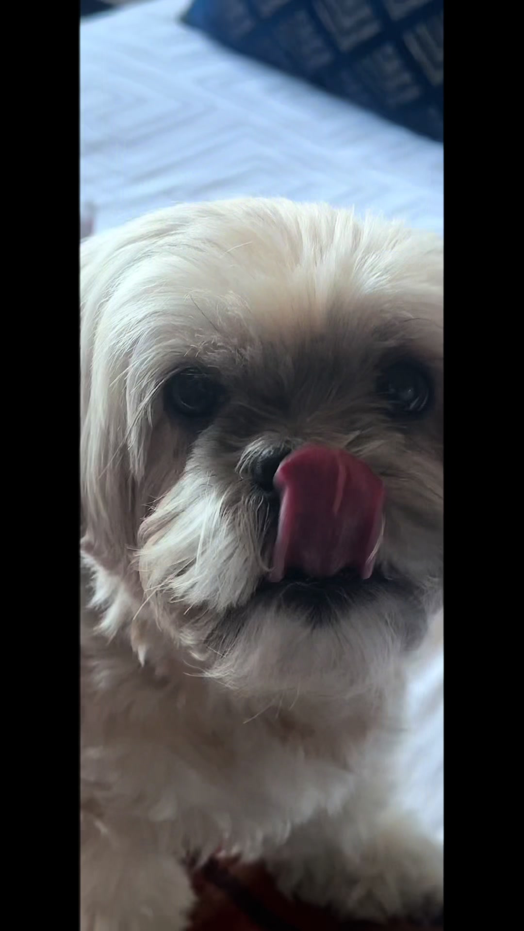 @🐾💕 Bessie Boo 💕🐾
