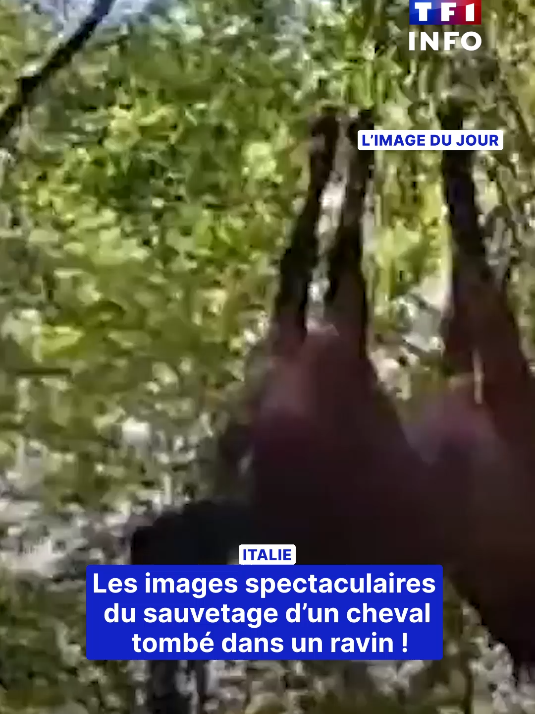 @TF1 INFO