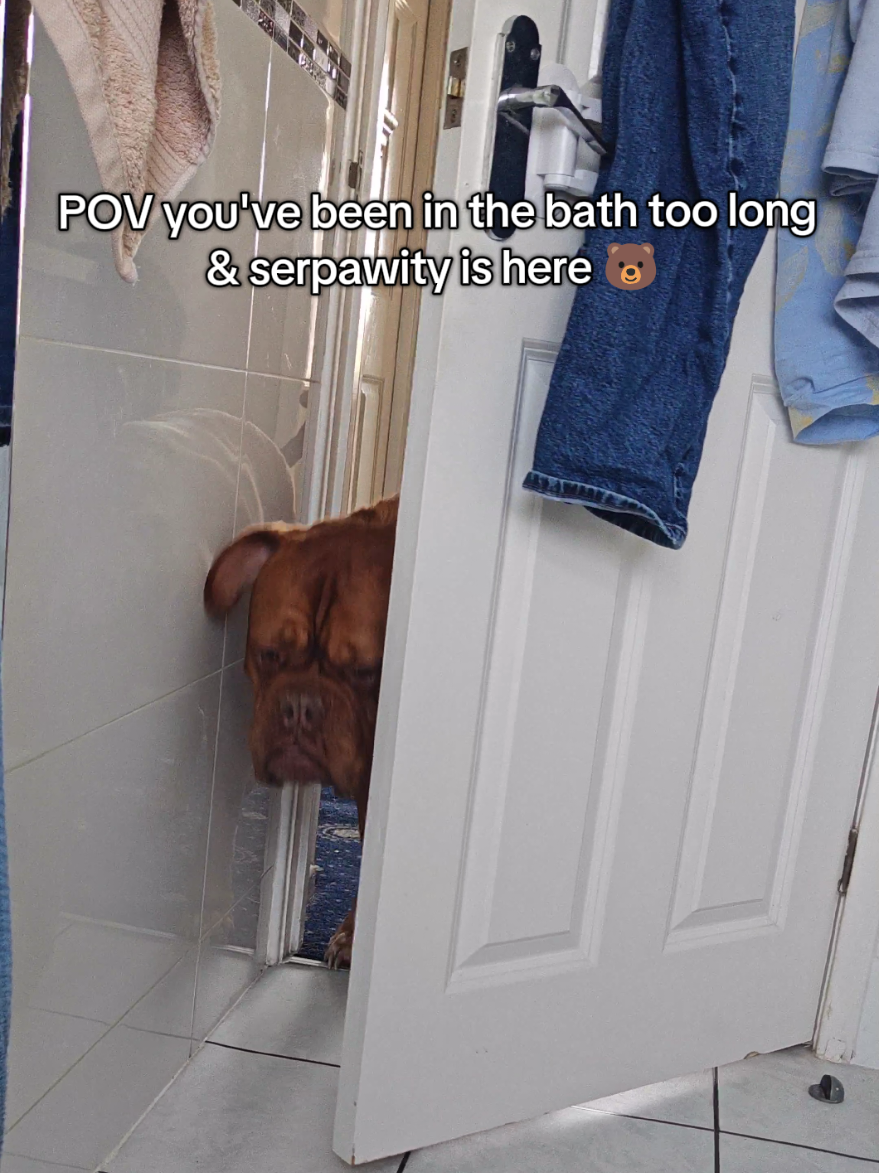 @Diva Dogue Nala