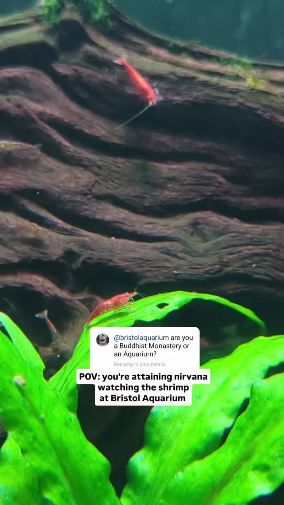 @BristolAquarium
