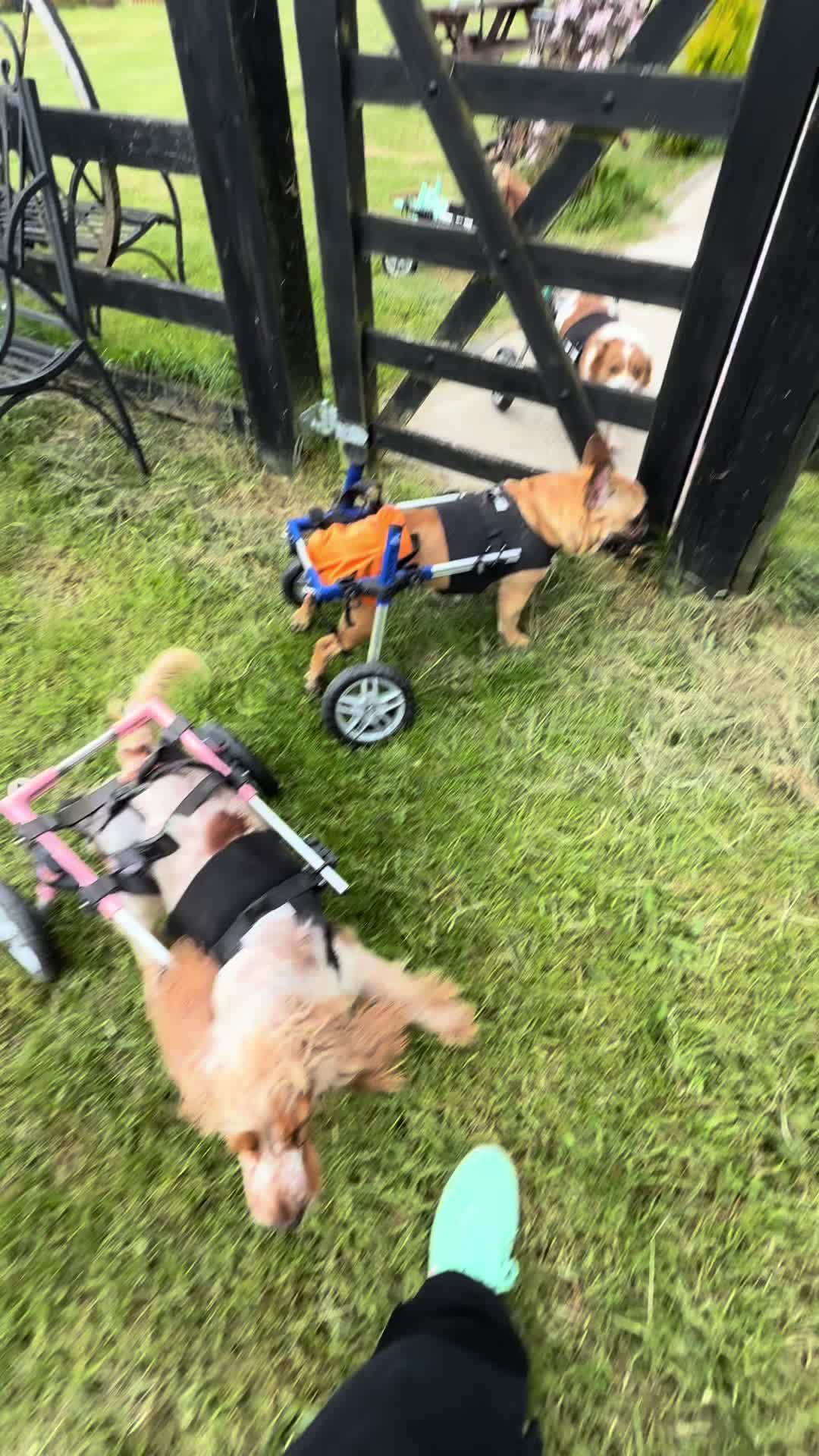 @BrokenBiscuits.org