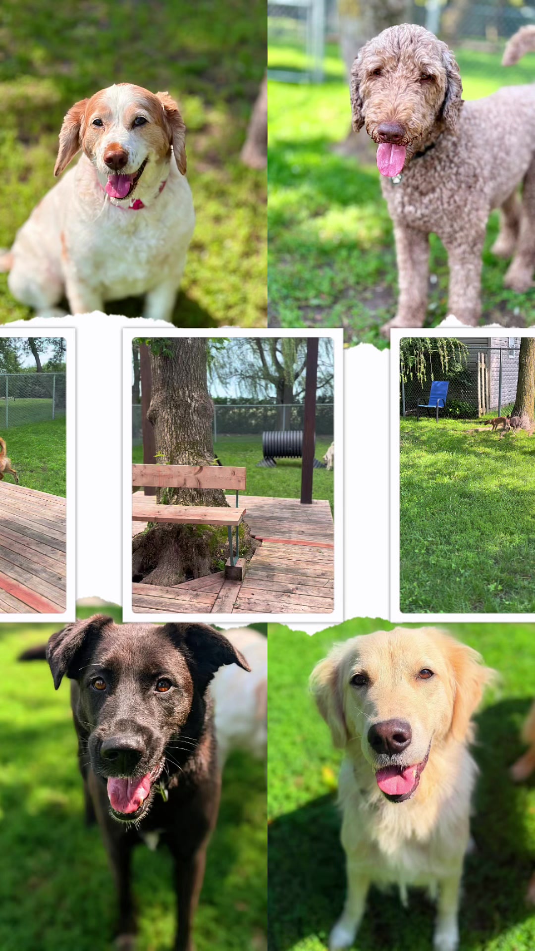 @Pension.canine.Aguerin