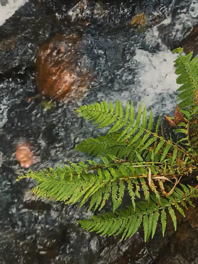 @Mitel Dan | Nature