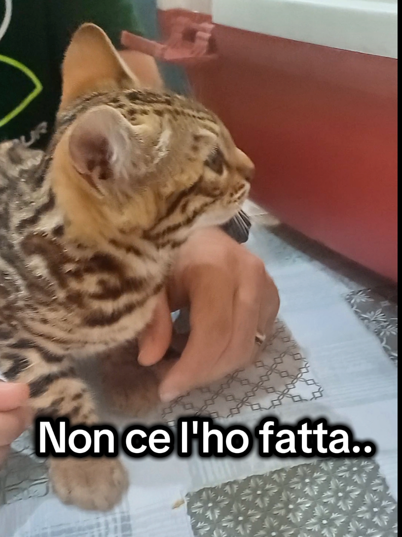 @rio.supercat