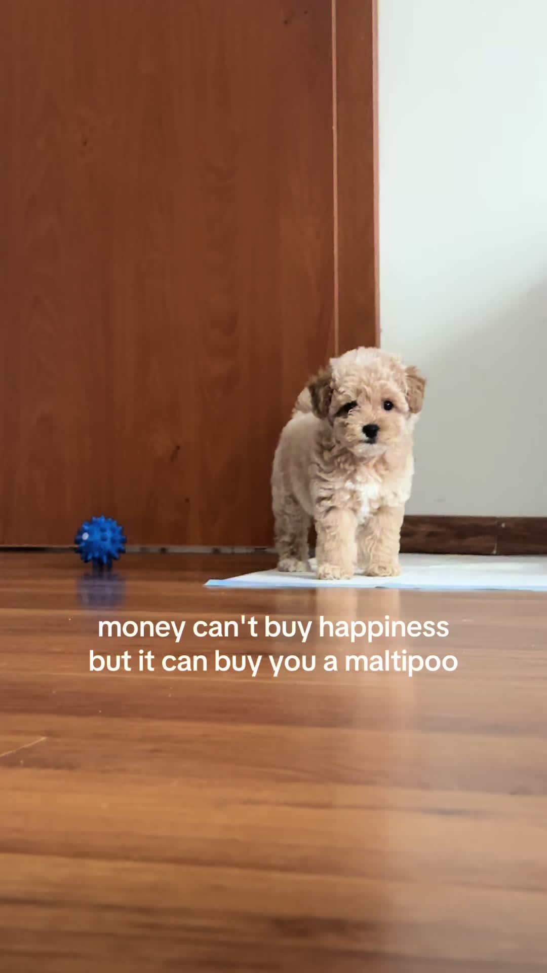 @Malibu Maltipoo 🎀