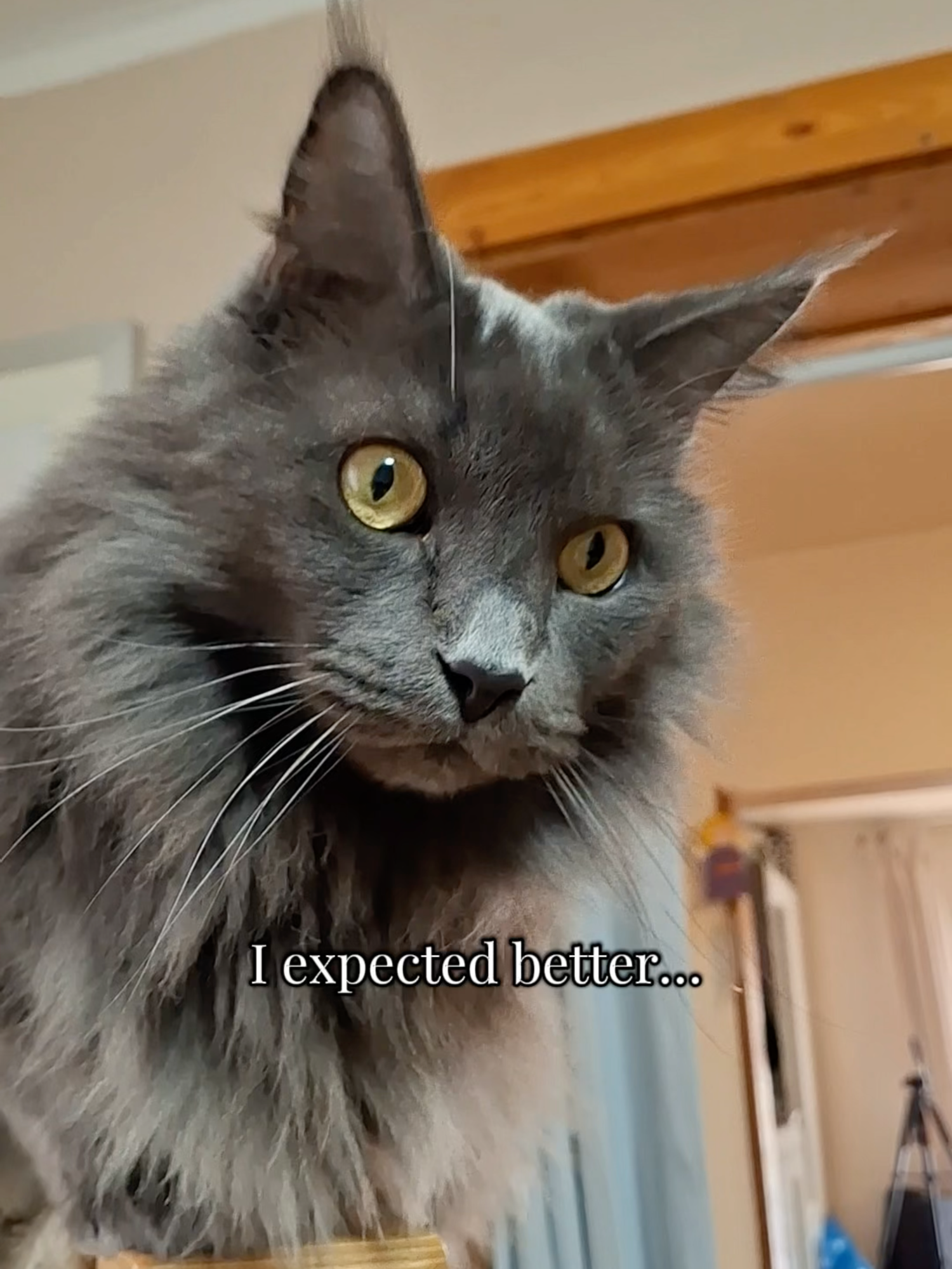 @Manny der Strizzikater