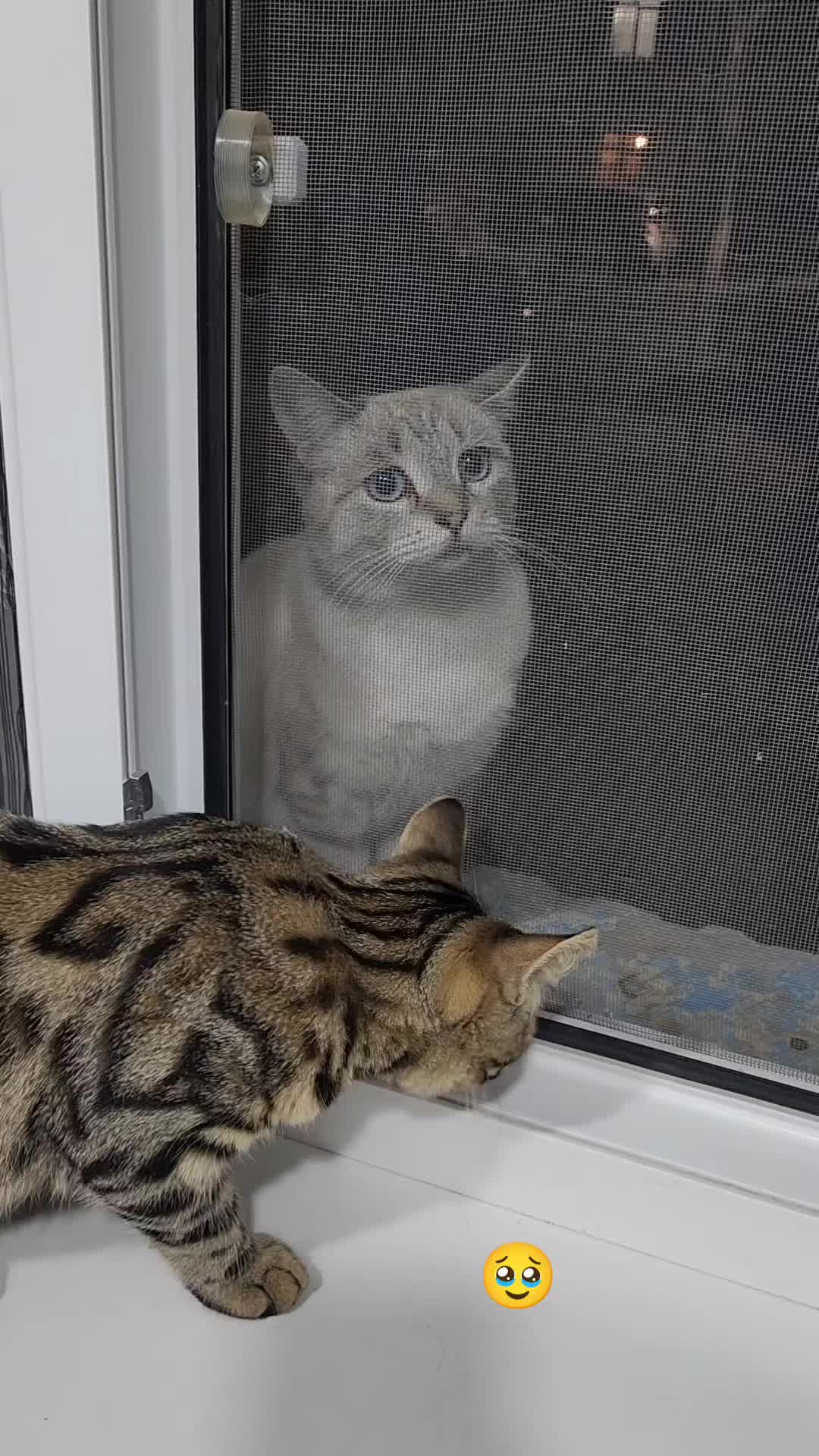 @Cat's Save