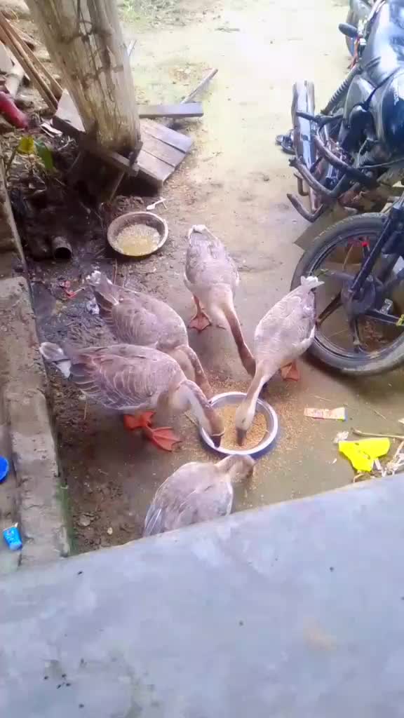 @ramsankardas00