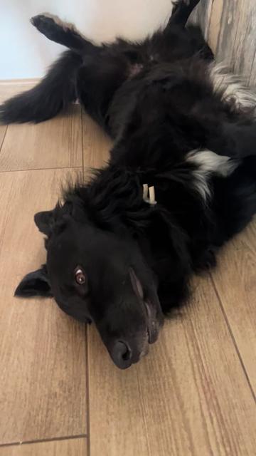 @Luiggi the Dog