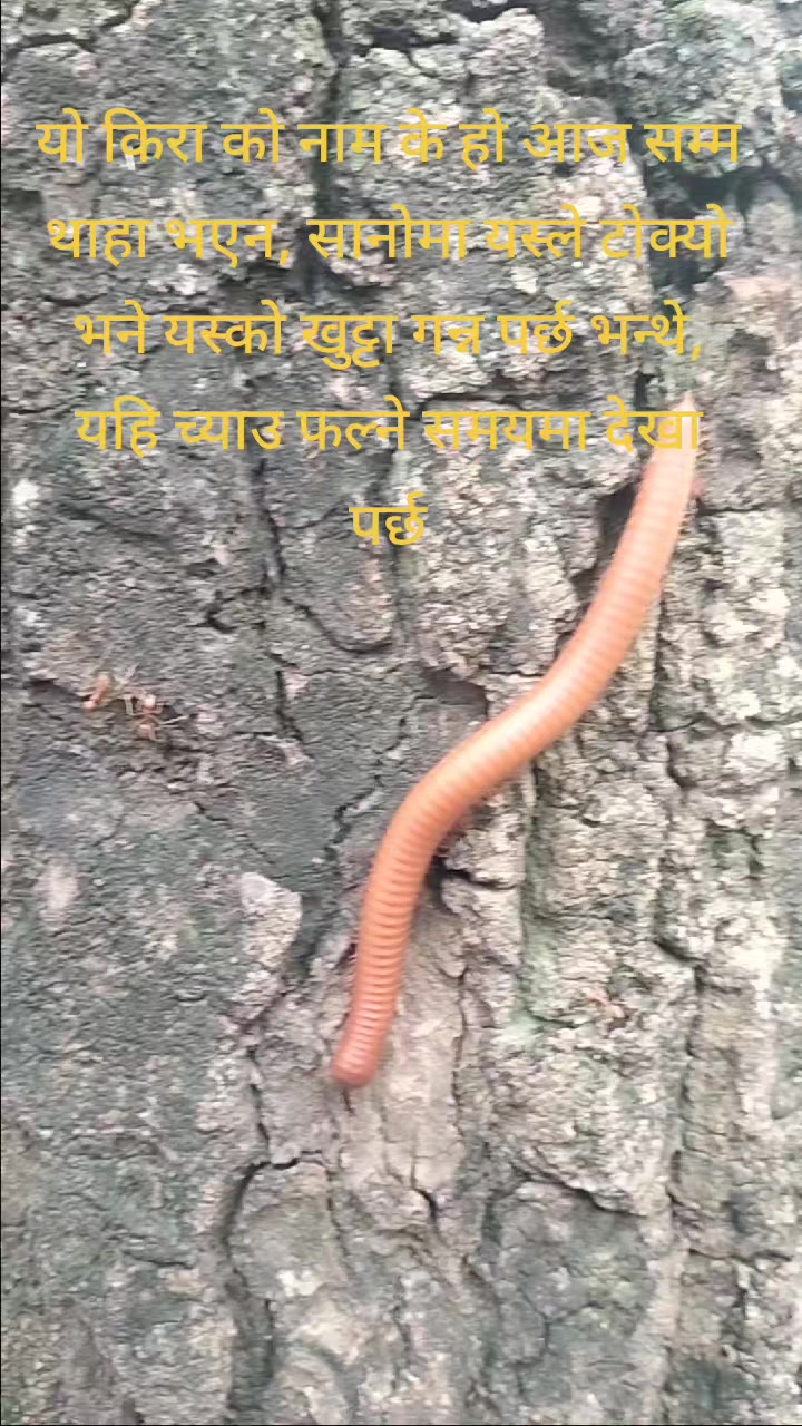 @सम्बृद्दी ड्राइभिङ्ग सेन्टर