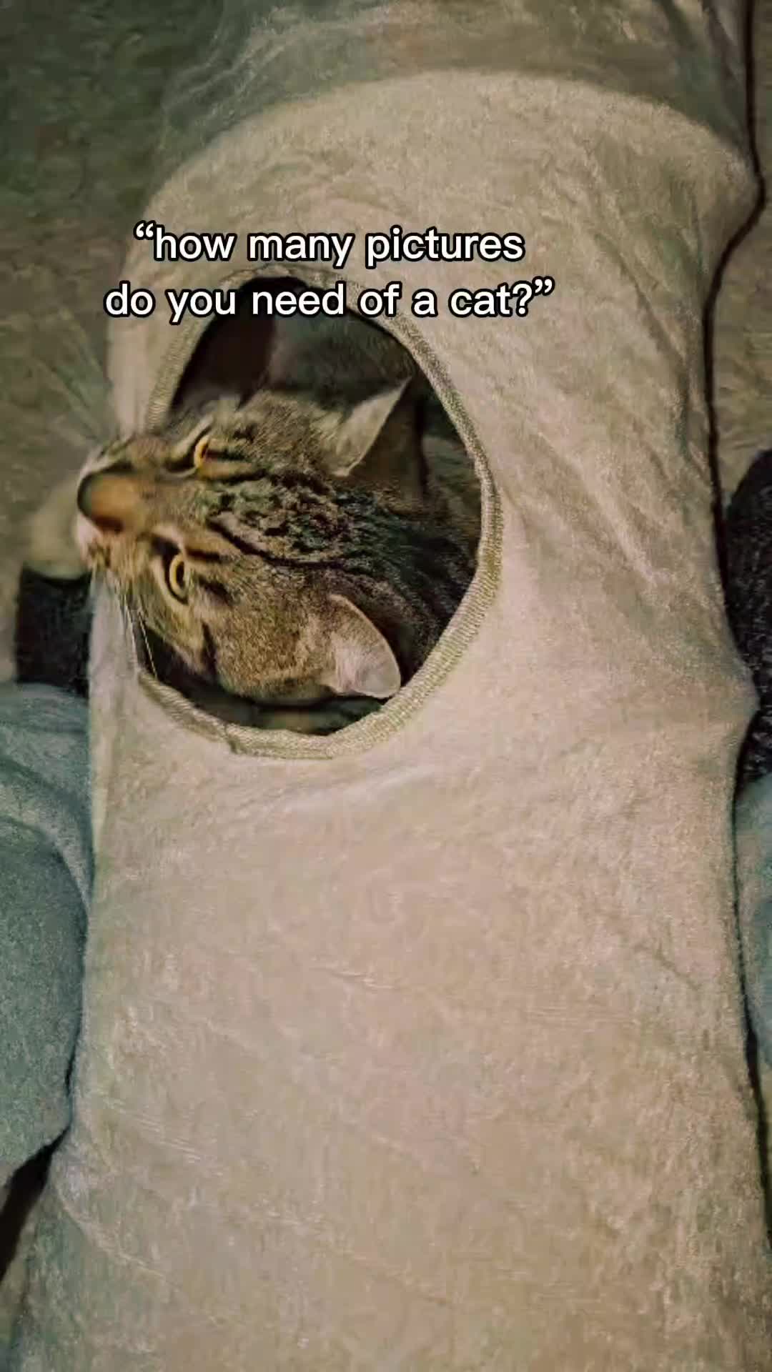 @sweetBenjiCat