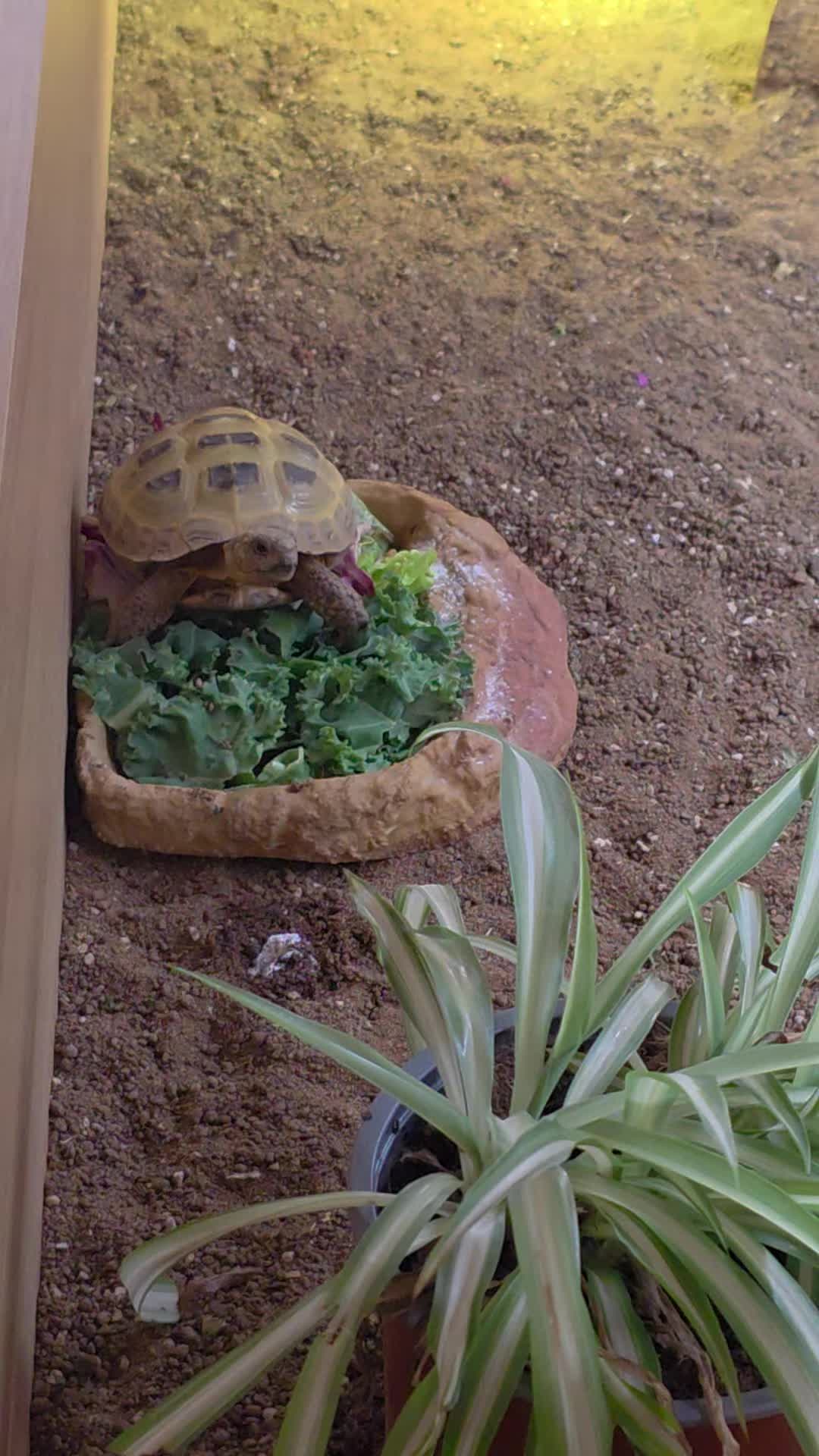 @speedy_the_tortoise