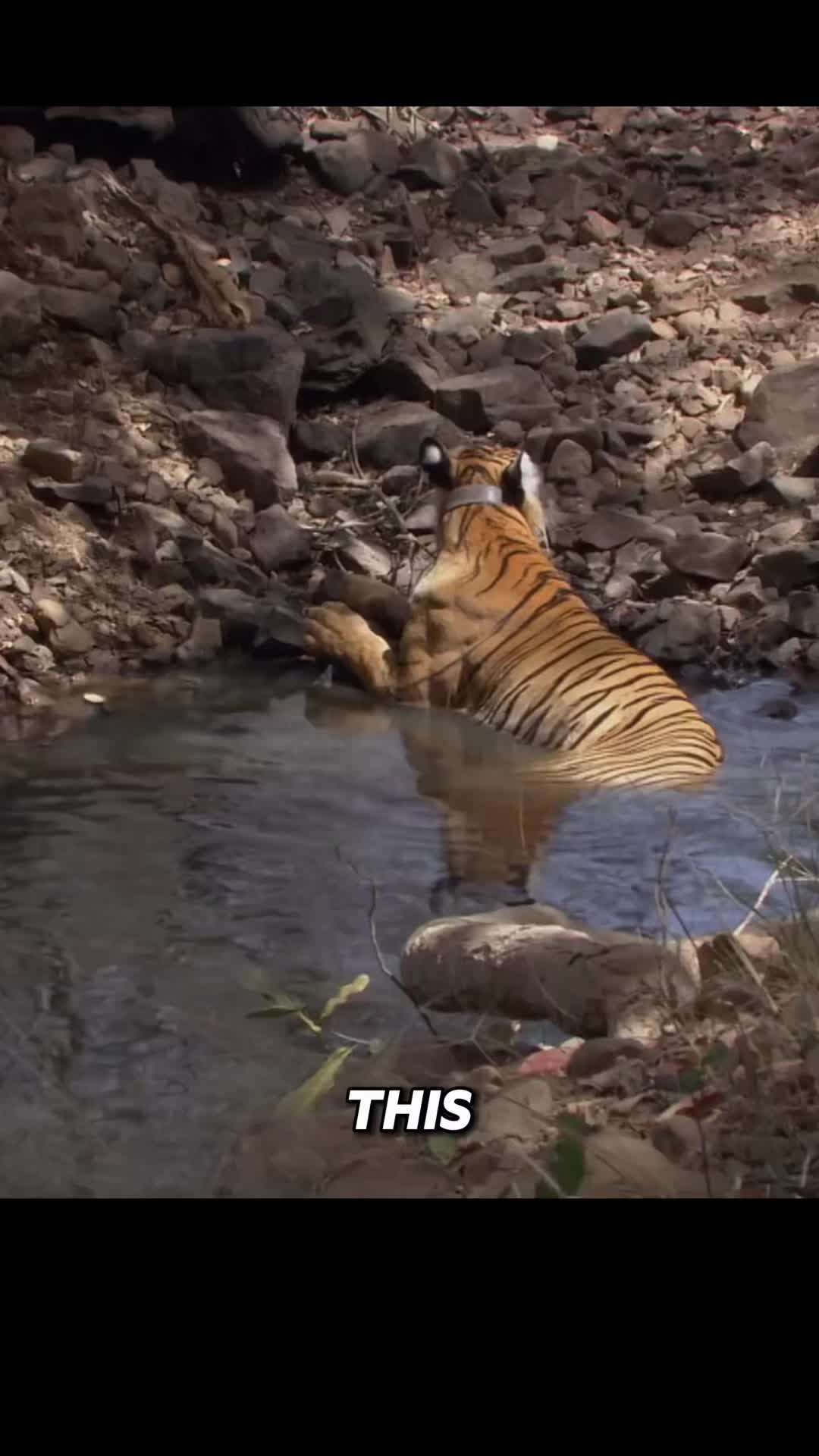@Animal story