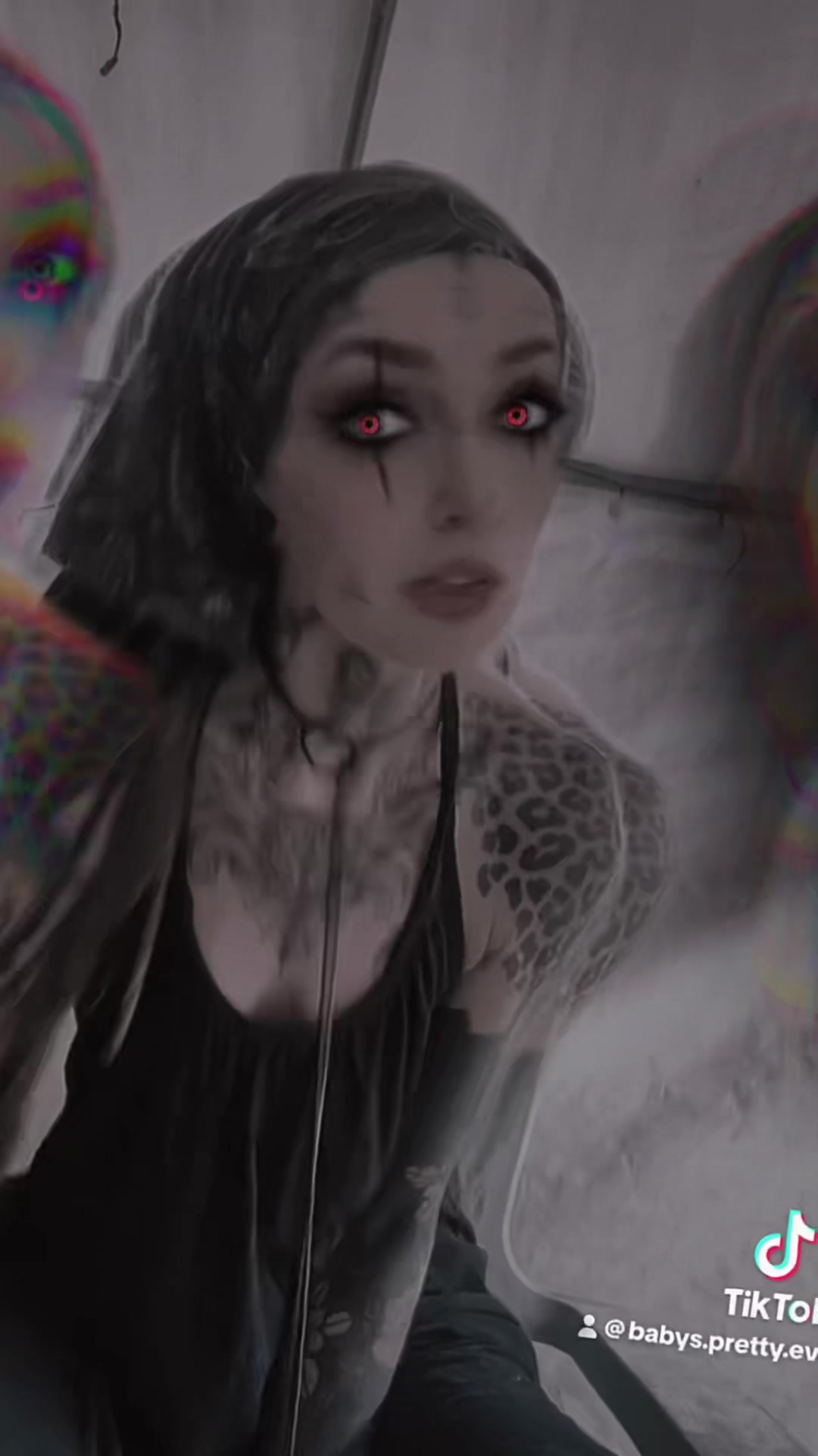 @Milenko (Ragdoll)