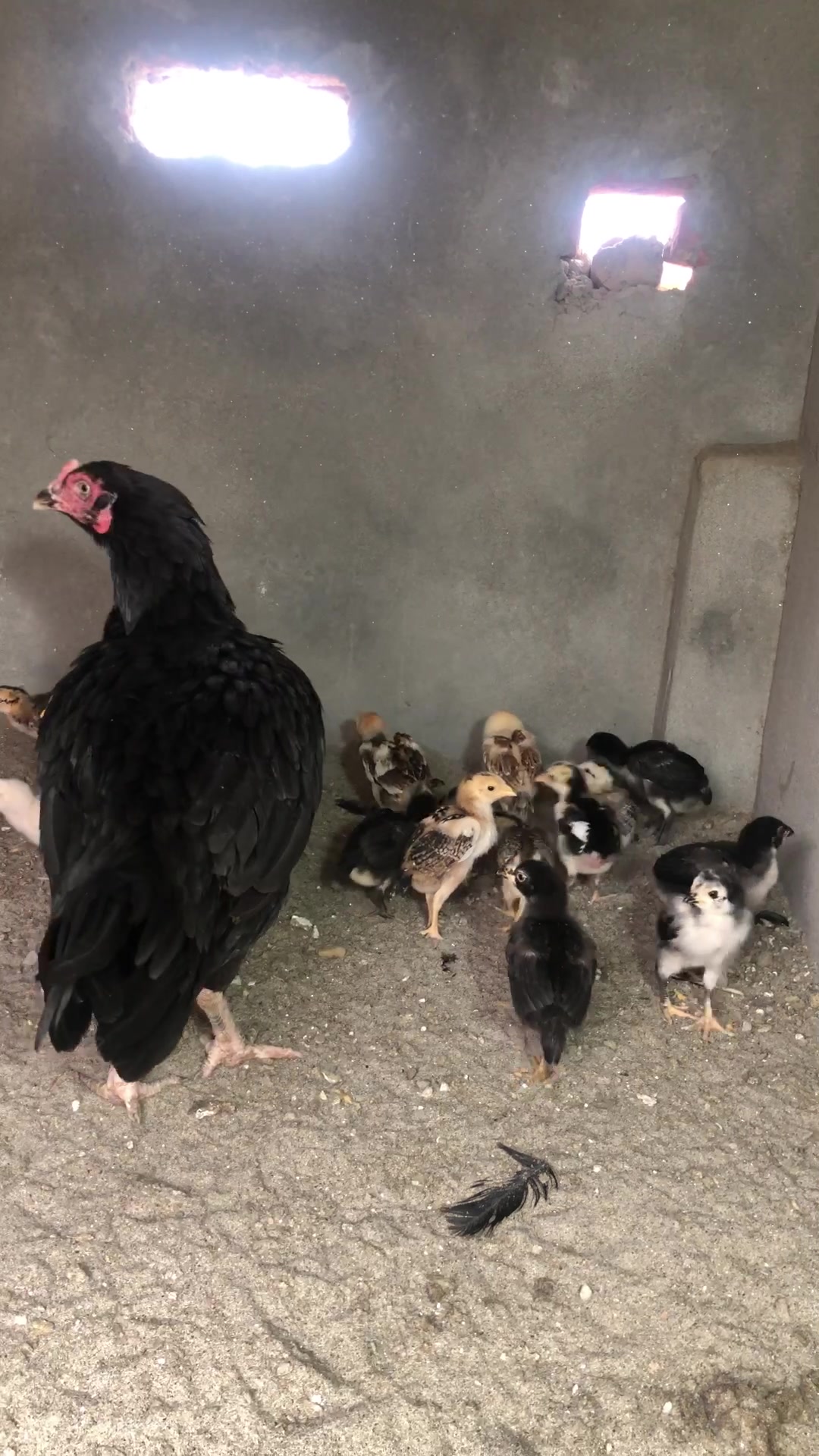 @Poultry Markaz