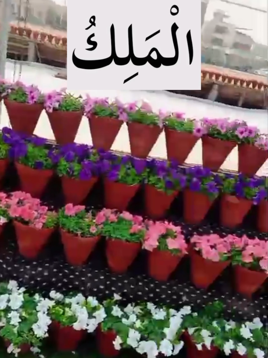 @Aniqa Tahir