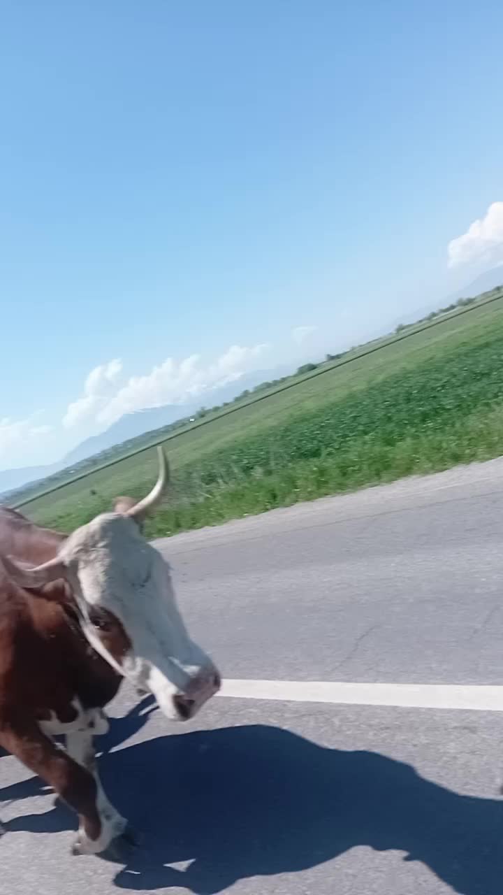 @Alin Marţii