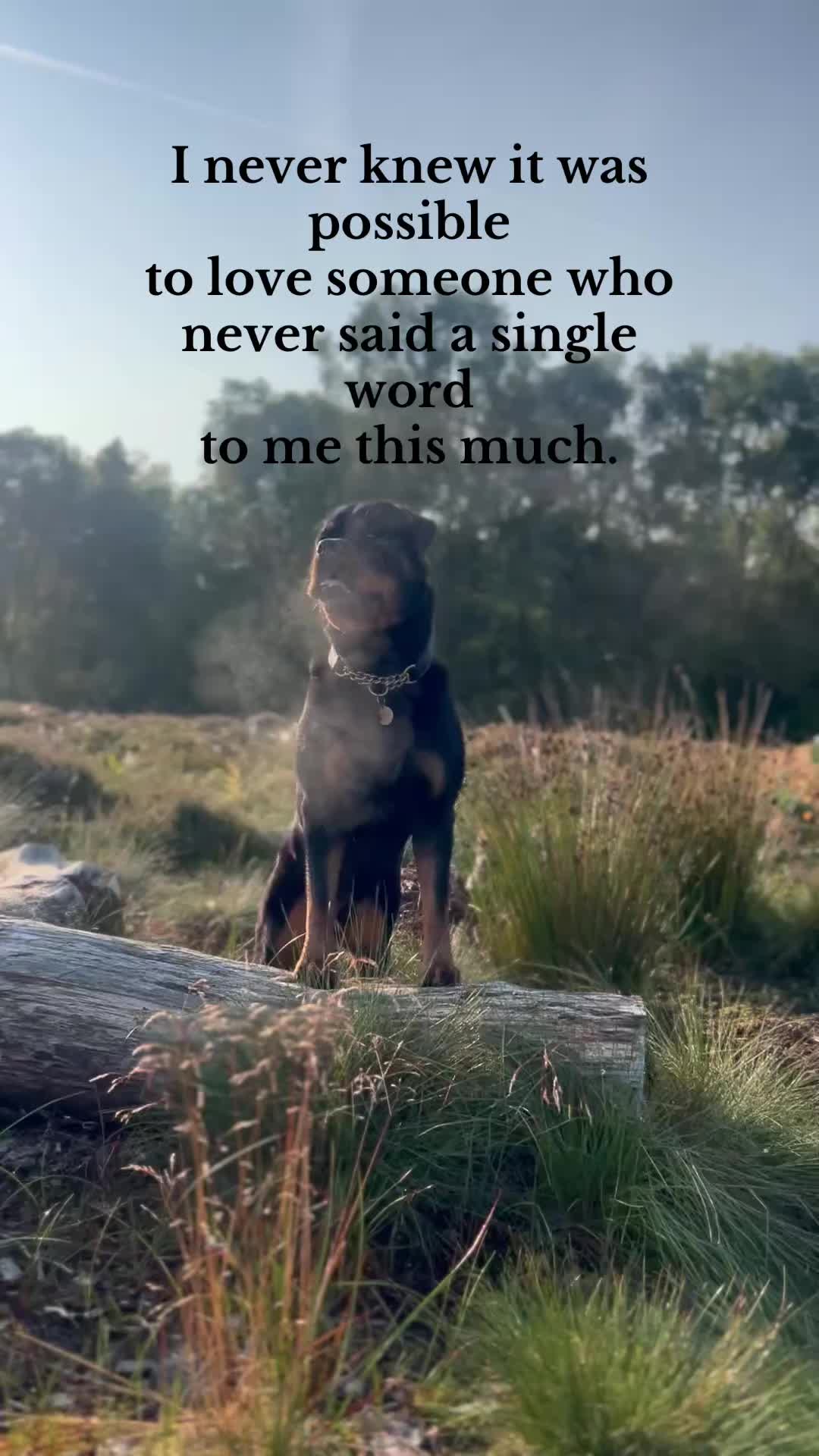 @PAWS2TRAIN 🖤🧡