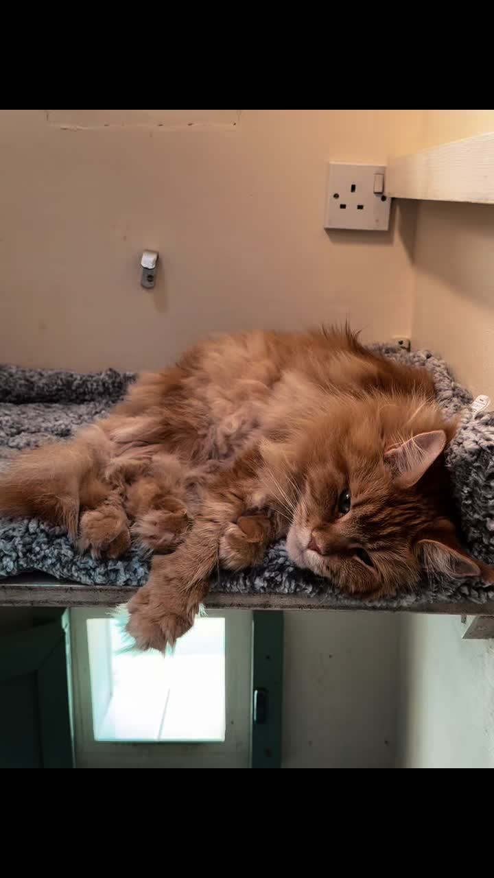 @Herongate Village Cattery