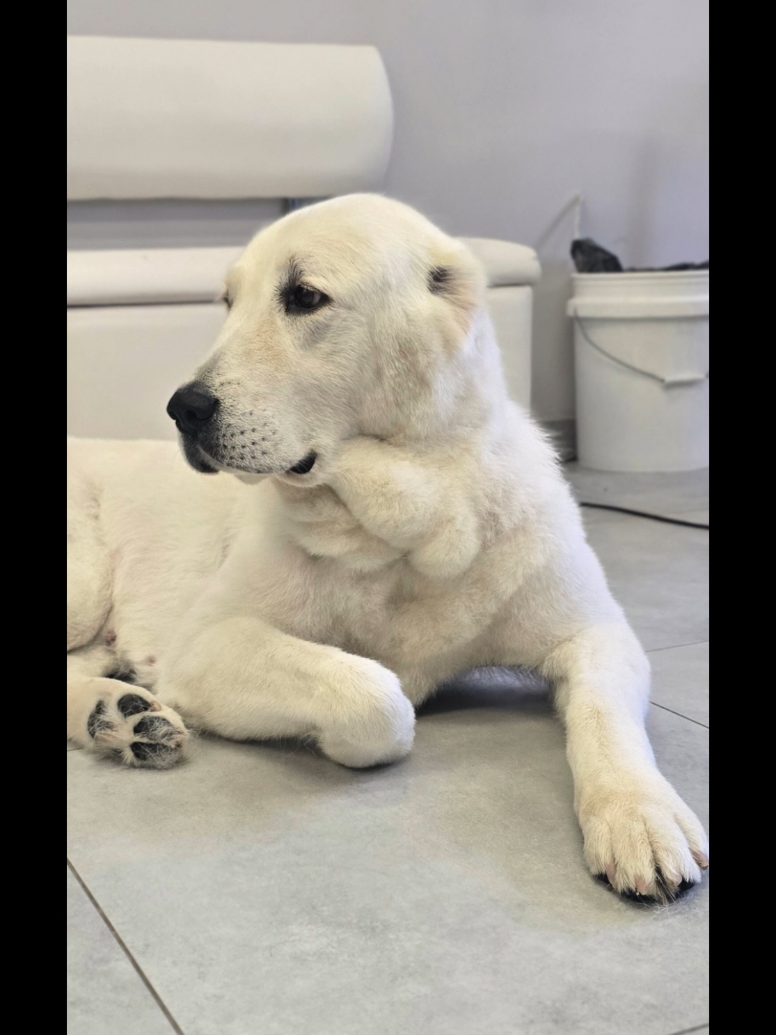 @ABELHAYATKENNEL
