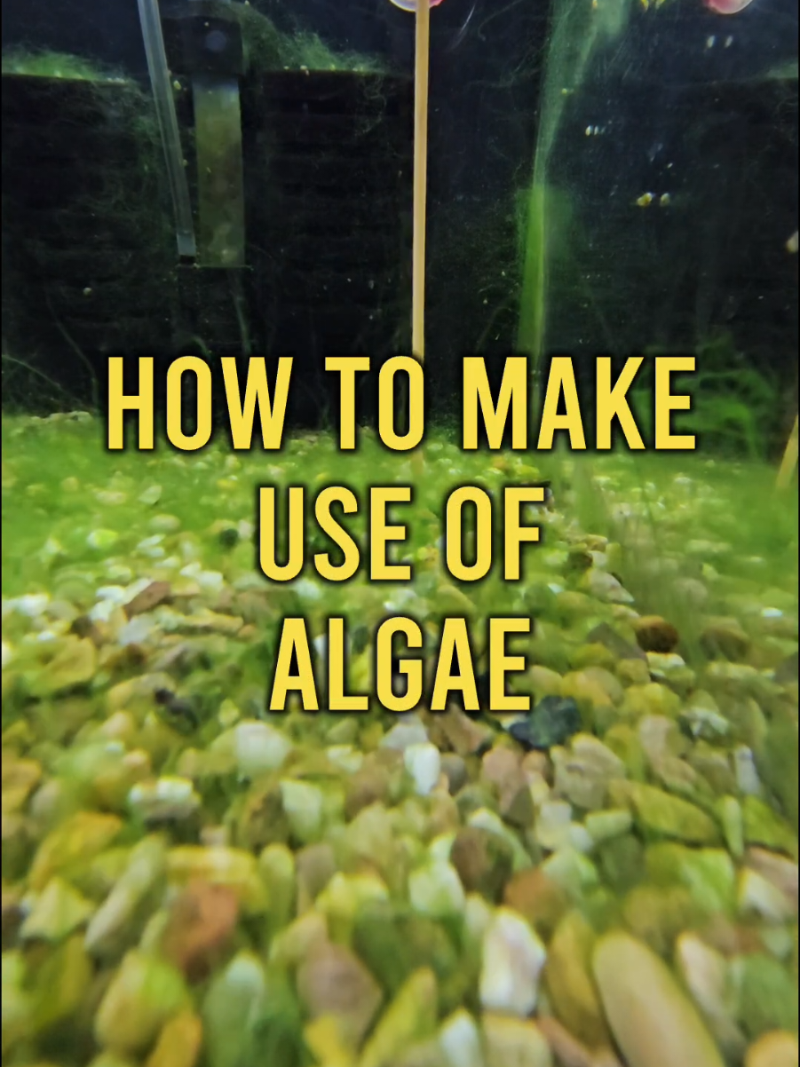 @GBee Shrimp & Aquatics