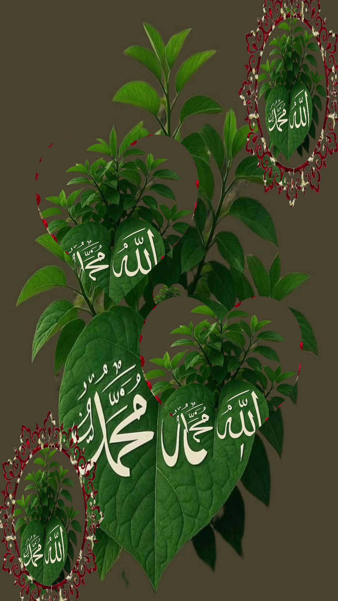 @Rumi Begum