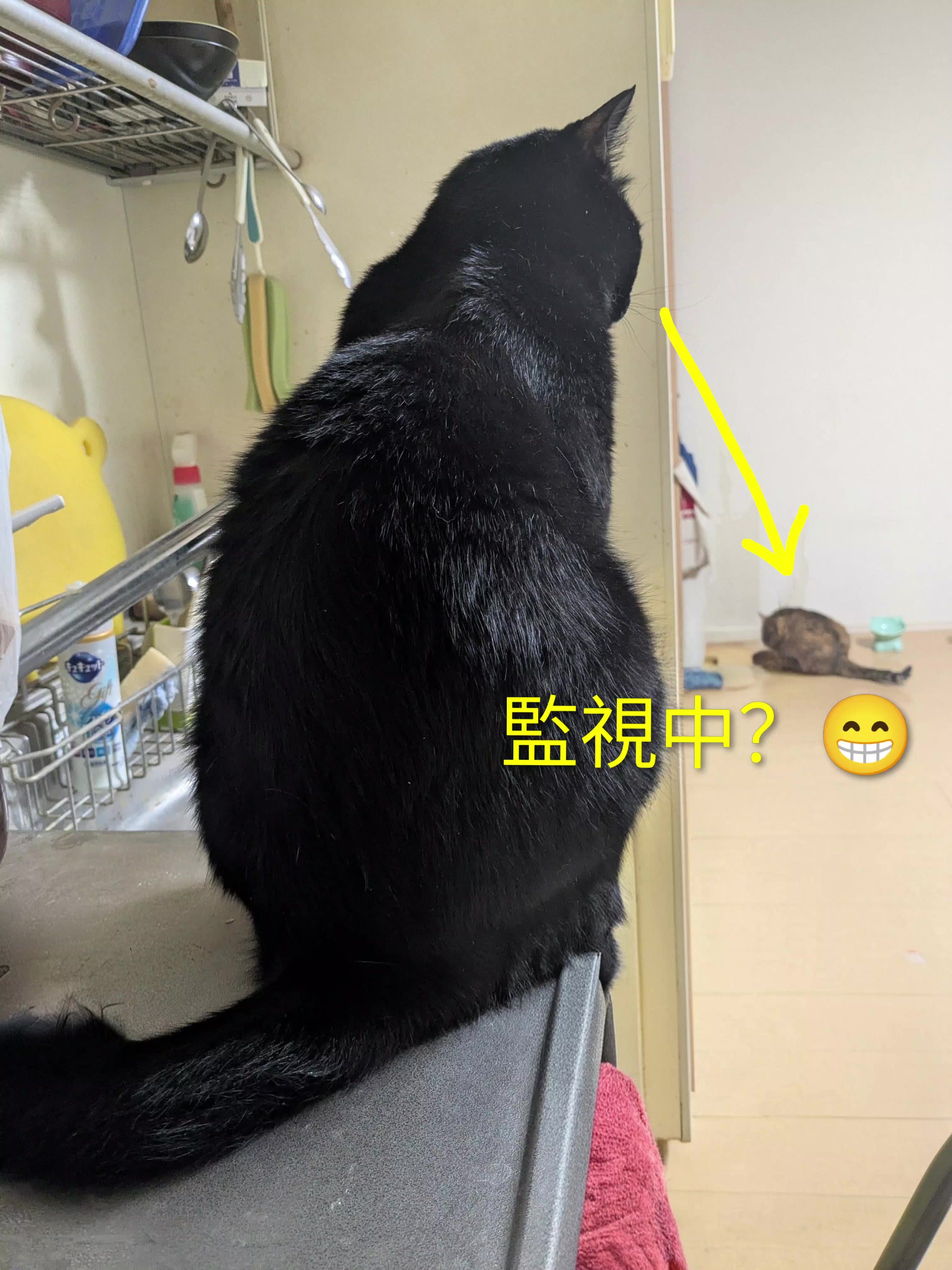 @キュキュ