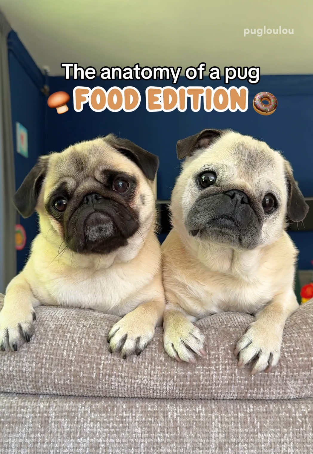 @Loulou the Pug