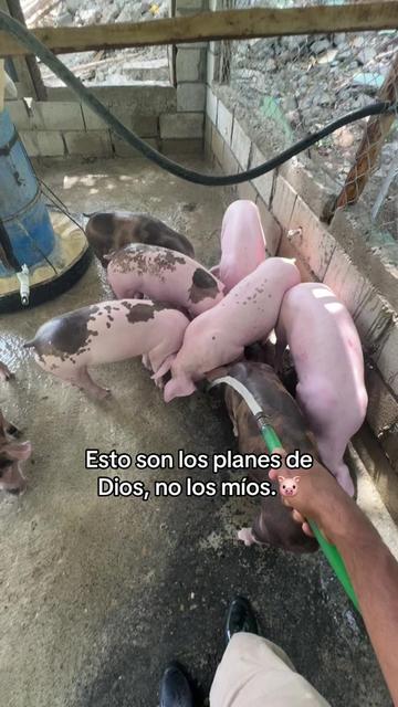 @Yei-Peña🐷🐽🇩🇴