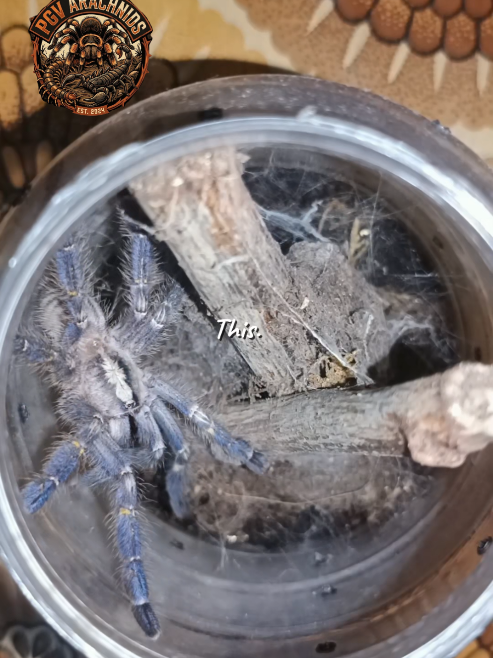 @pgv_arachnids