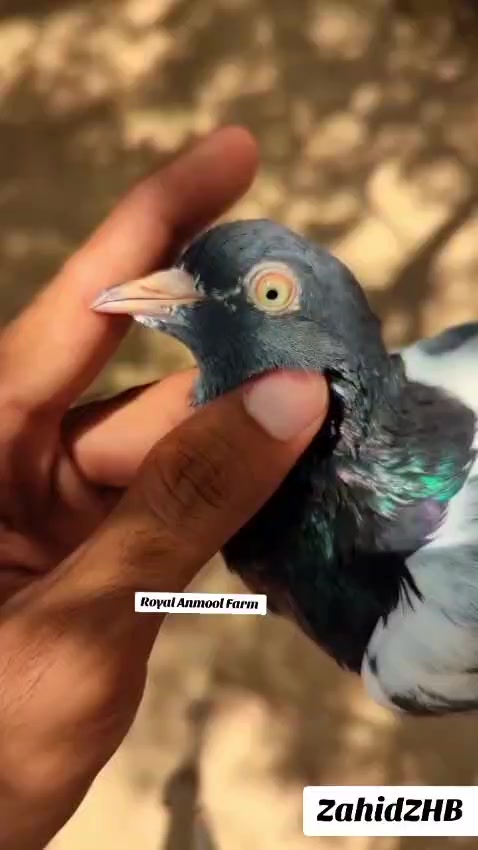 @ZahidZHB