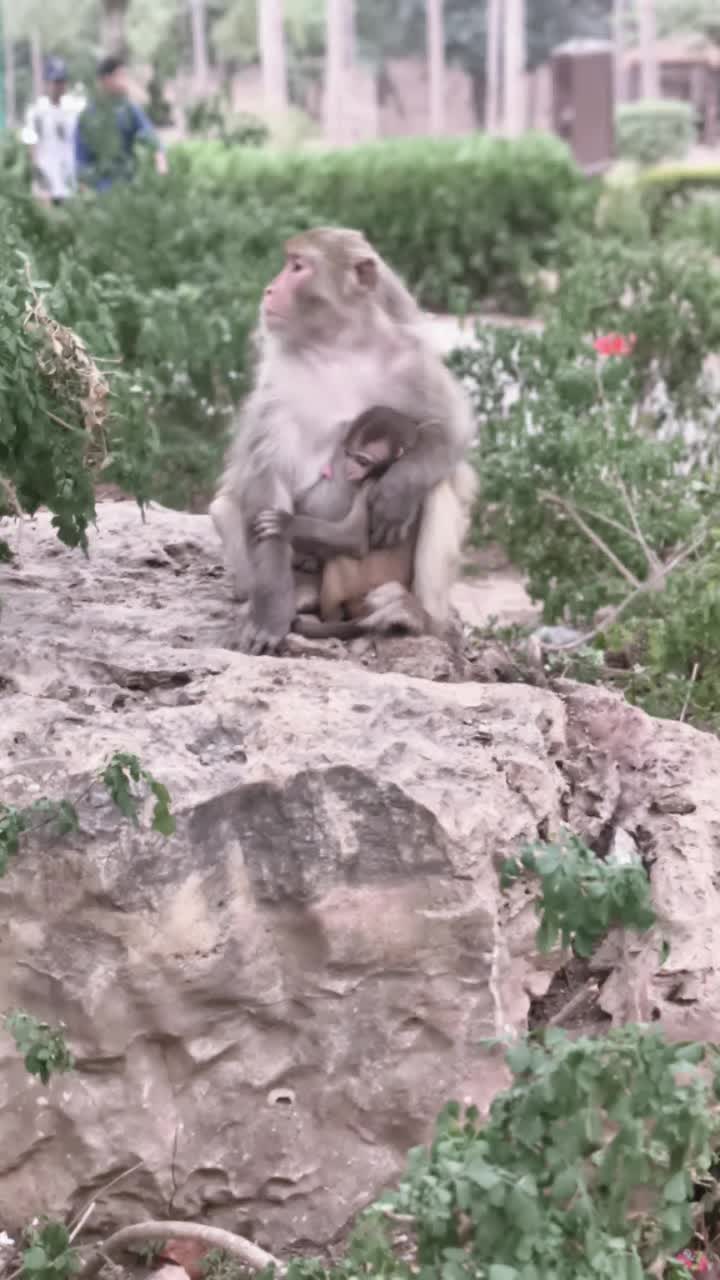 @foji ki jan hon ♥️❣️❣️❤️