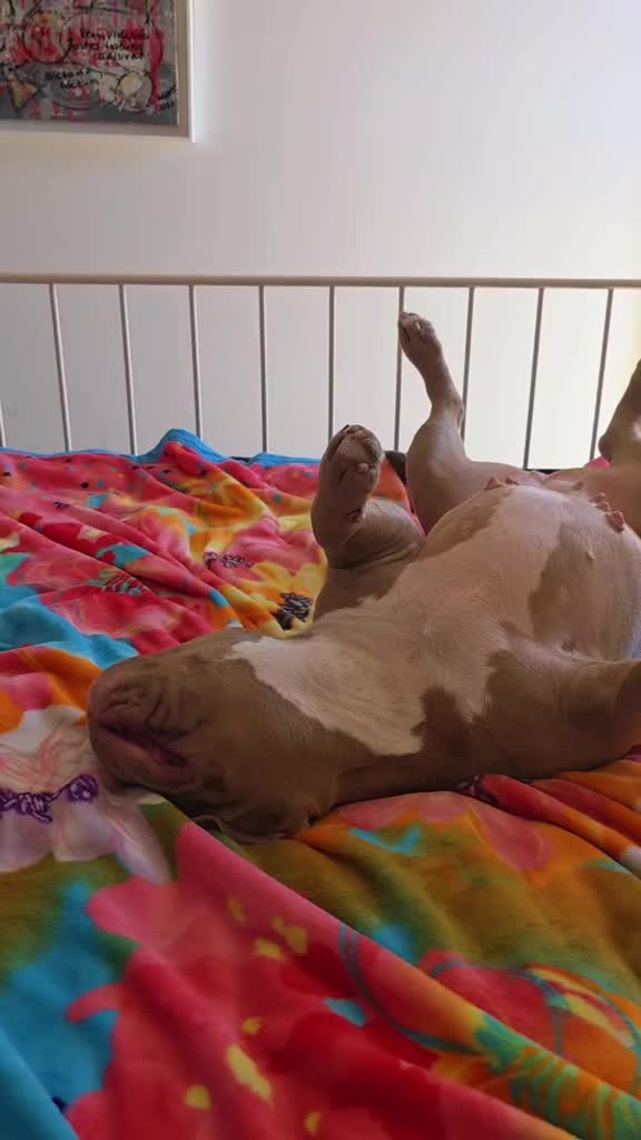 @Americanbully.Boyka