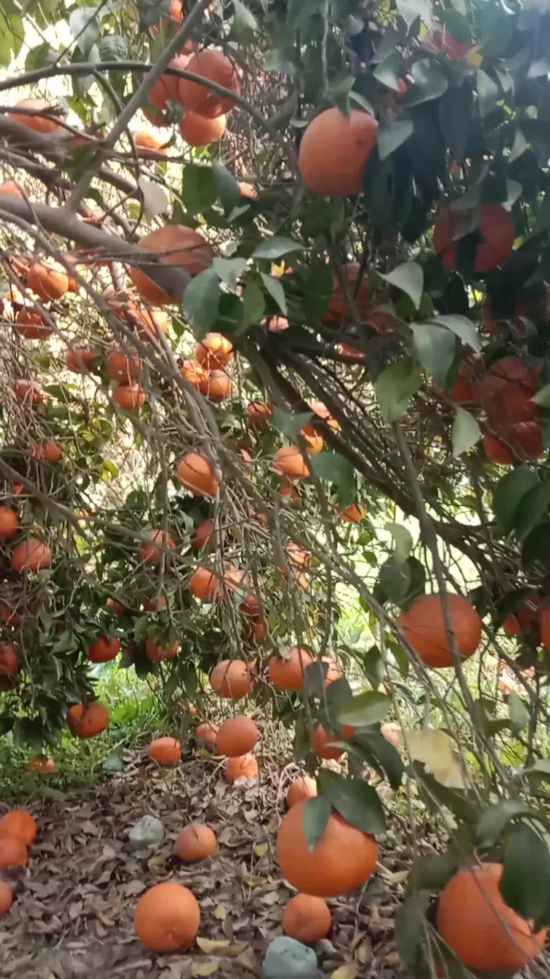 @Brand Orange 🍊
