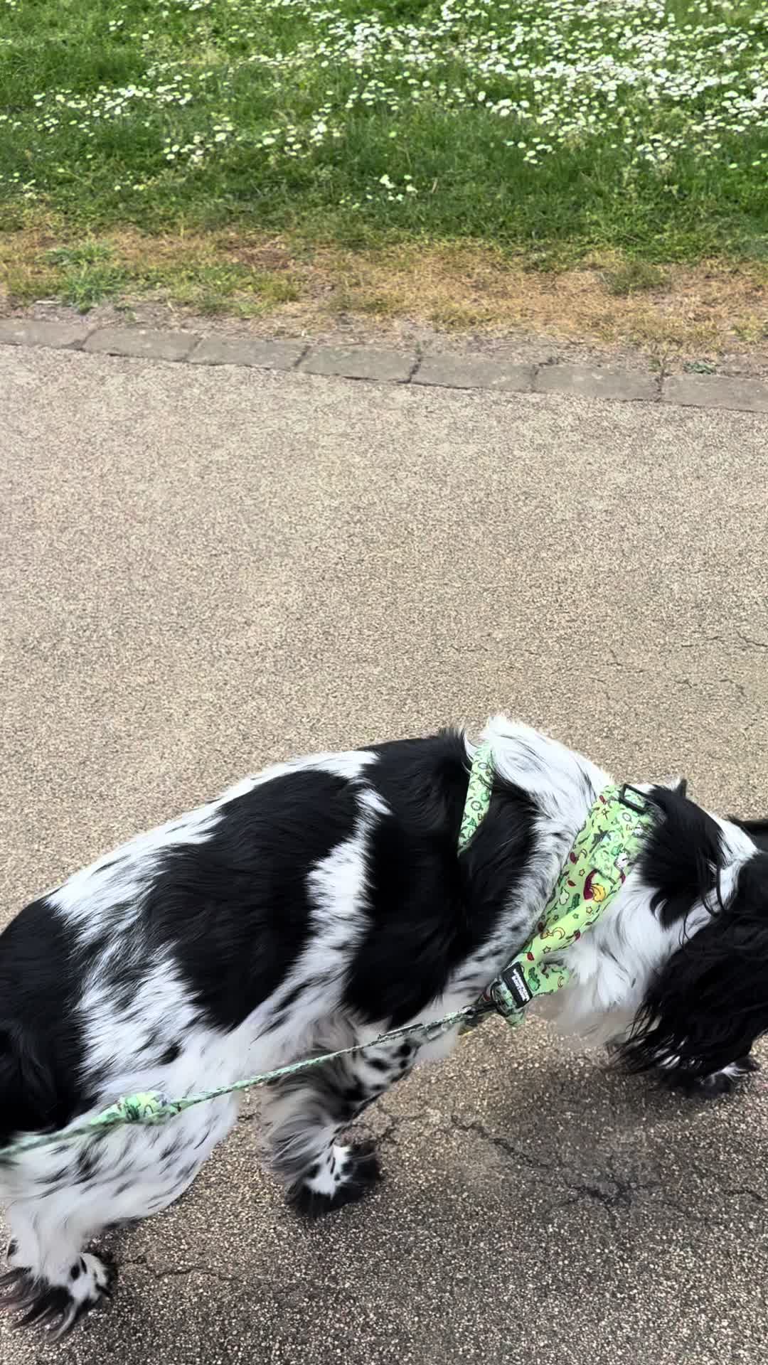 @tswoofwoof.co.uk