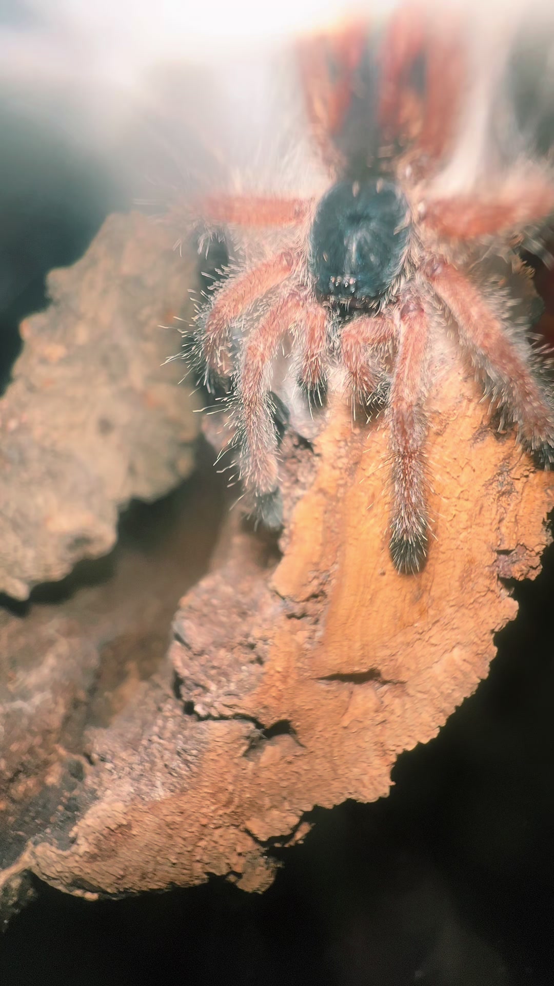 @The Tarantula twins 🕷️