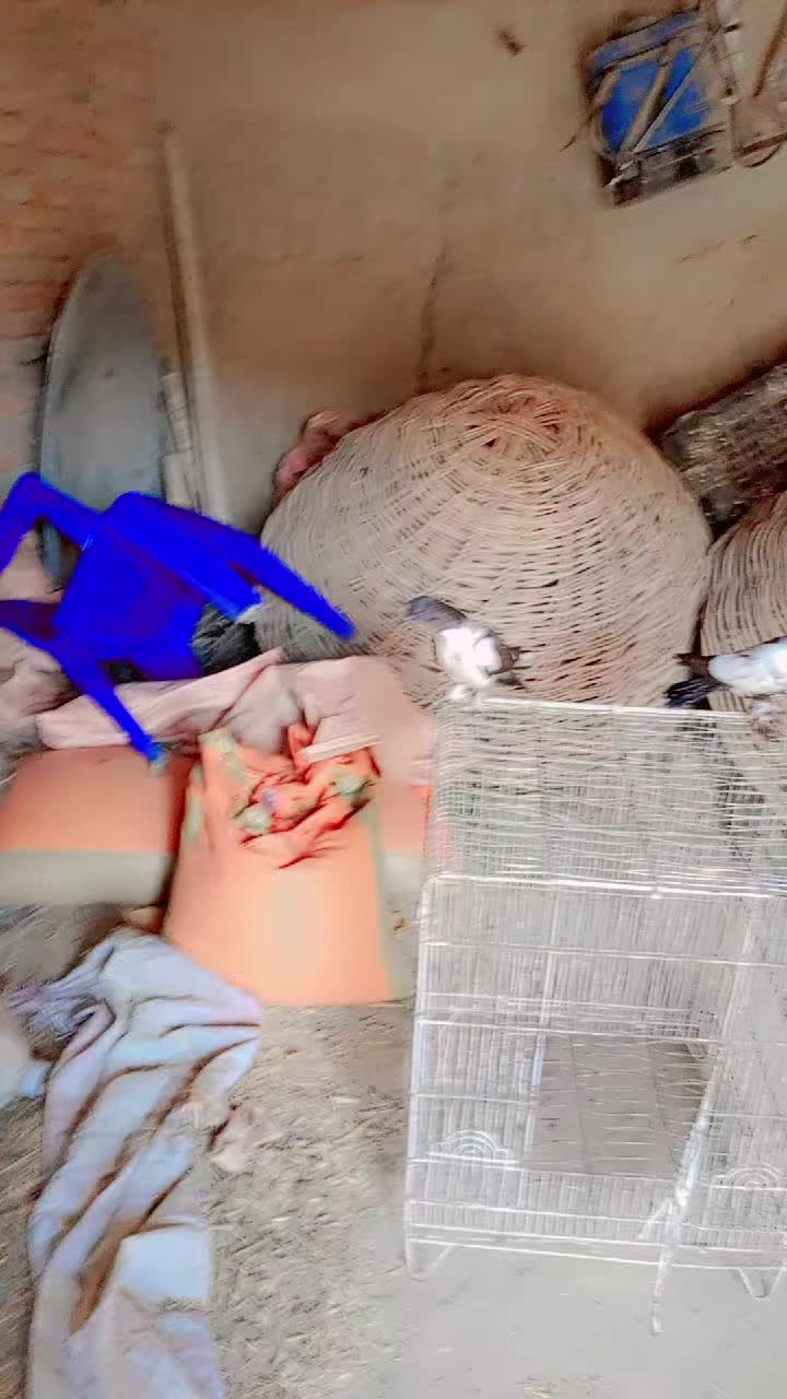 @best Birds912