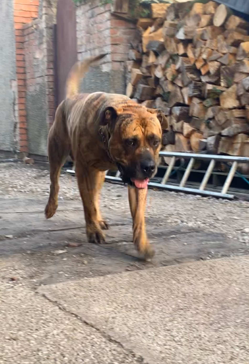 @Mooch 💖🍃 PRESA-CANARIO