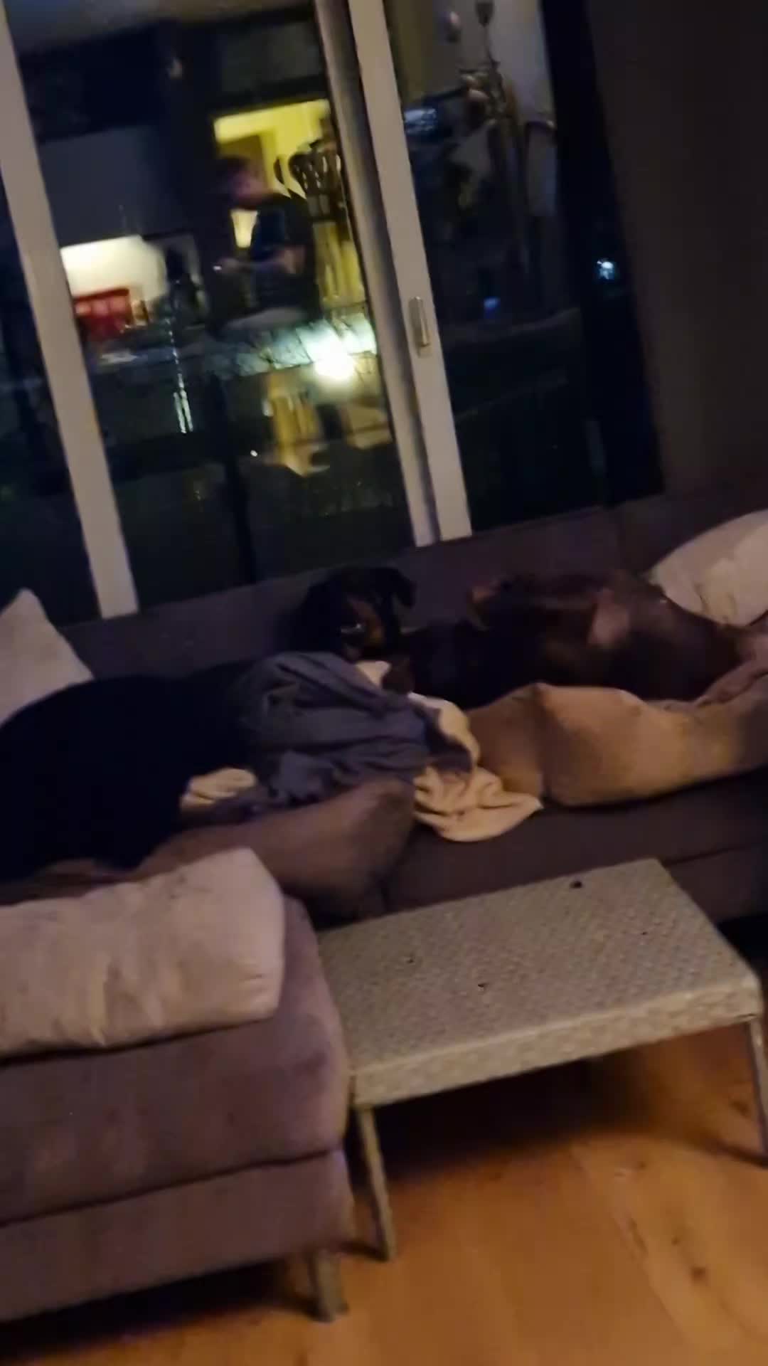@DOBERMAedcheNHOCH2