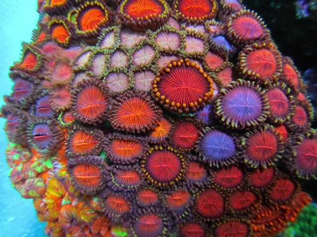 @TheCoralConnect