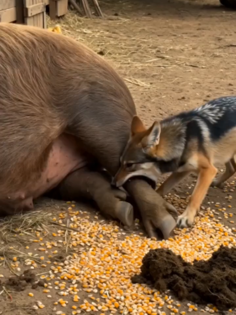 @NutsyFarm