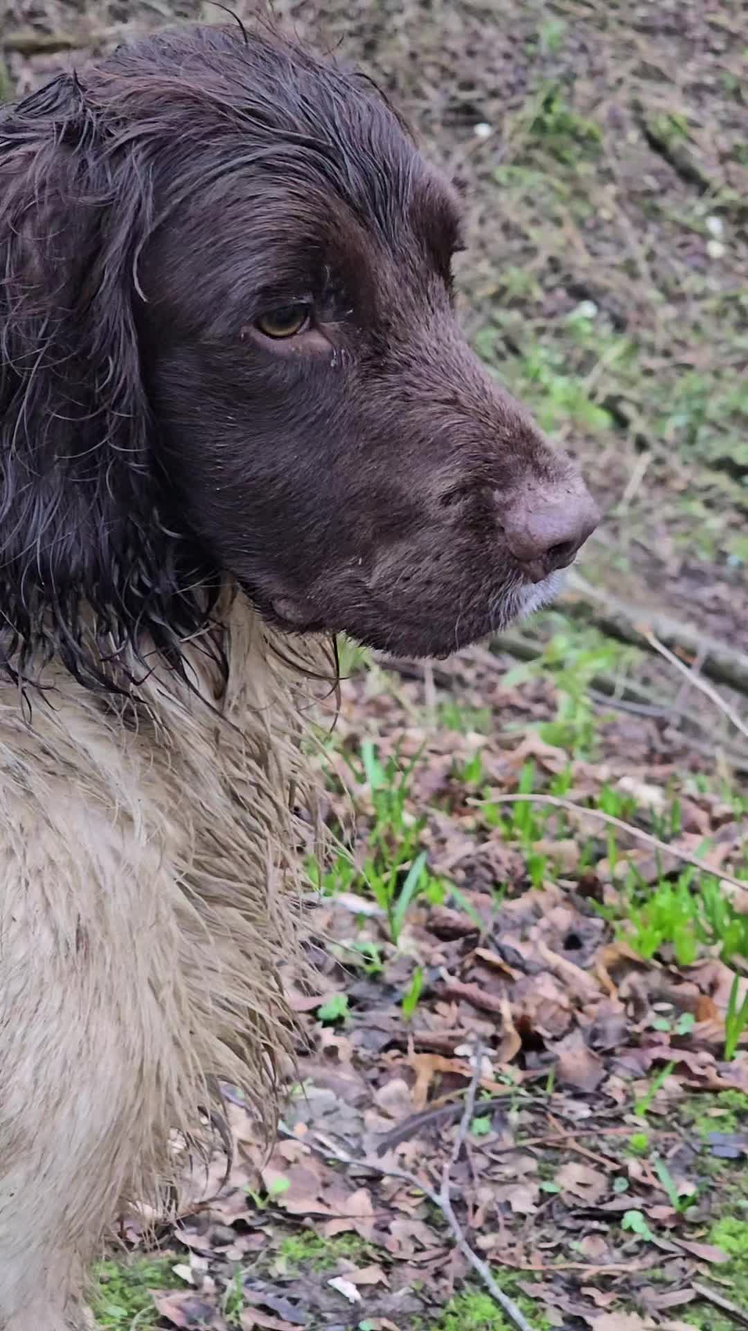 @MillHillGundogs