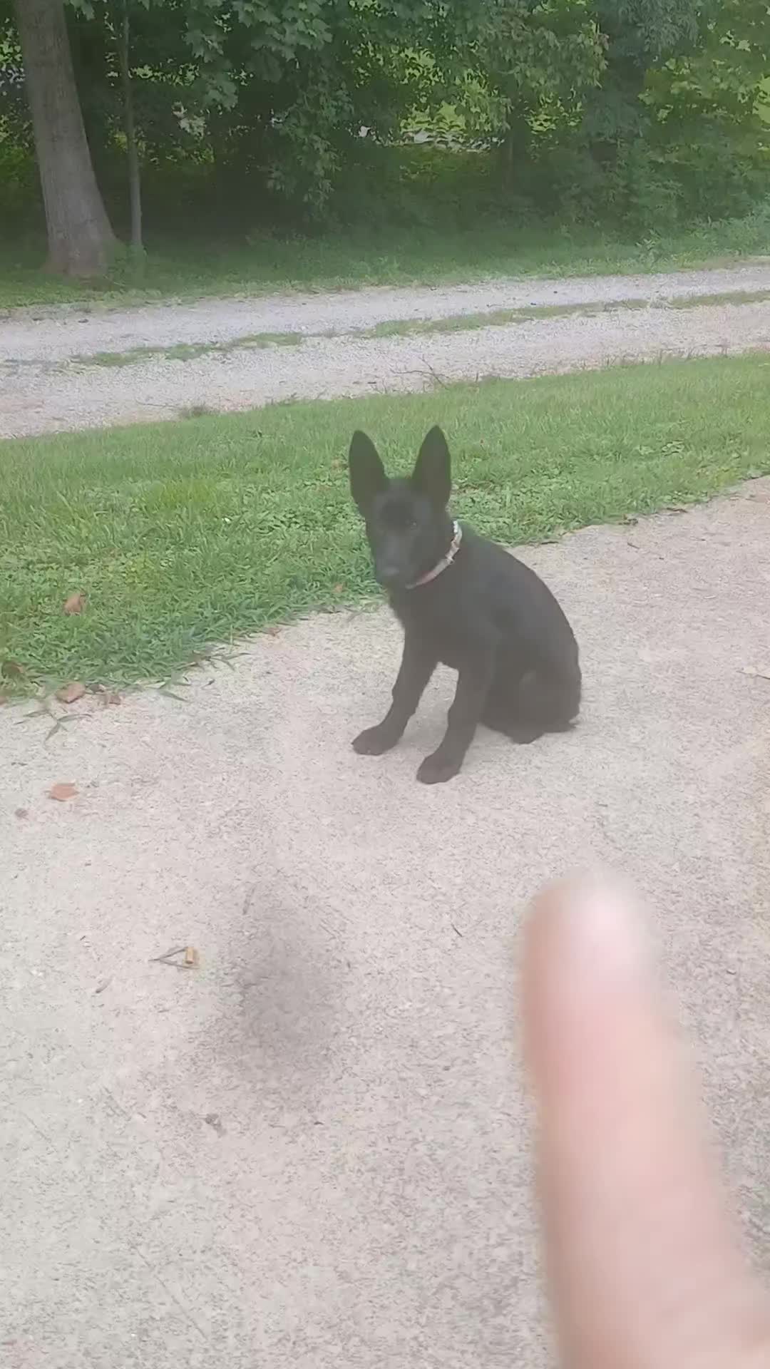 @Rebel kennel