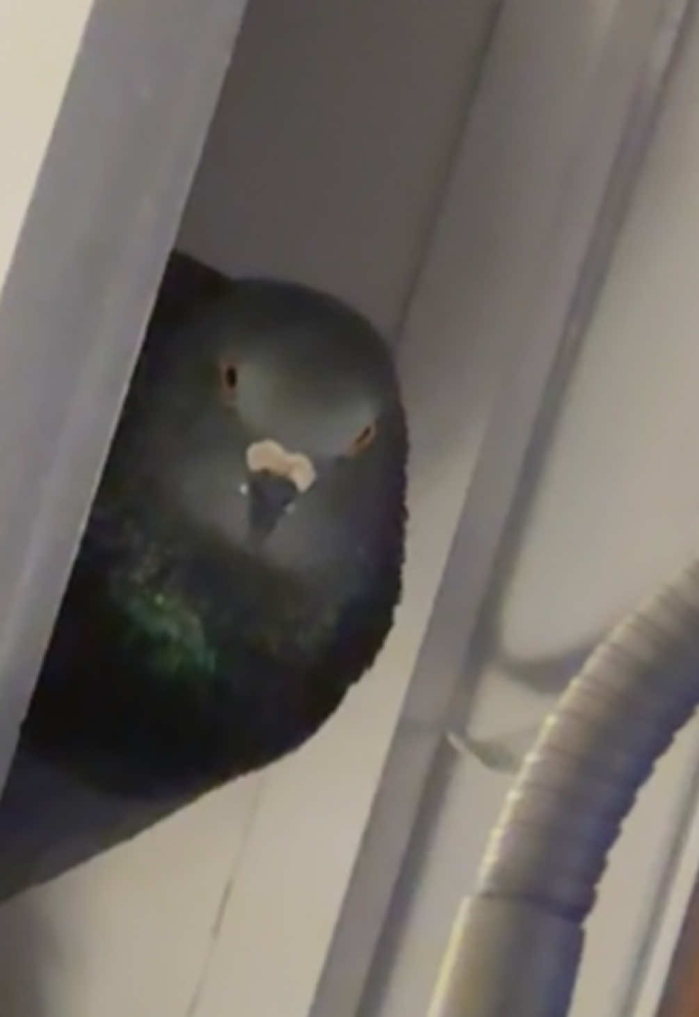 @Beebee The Pigeon