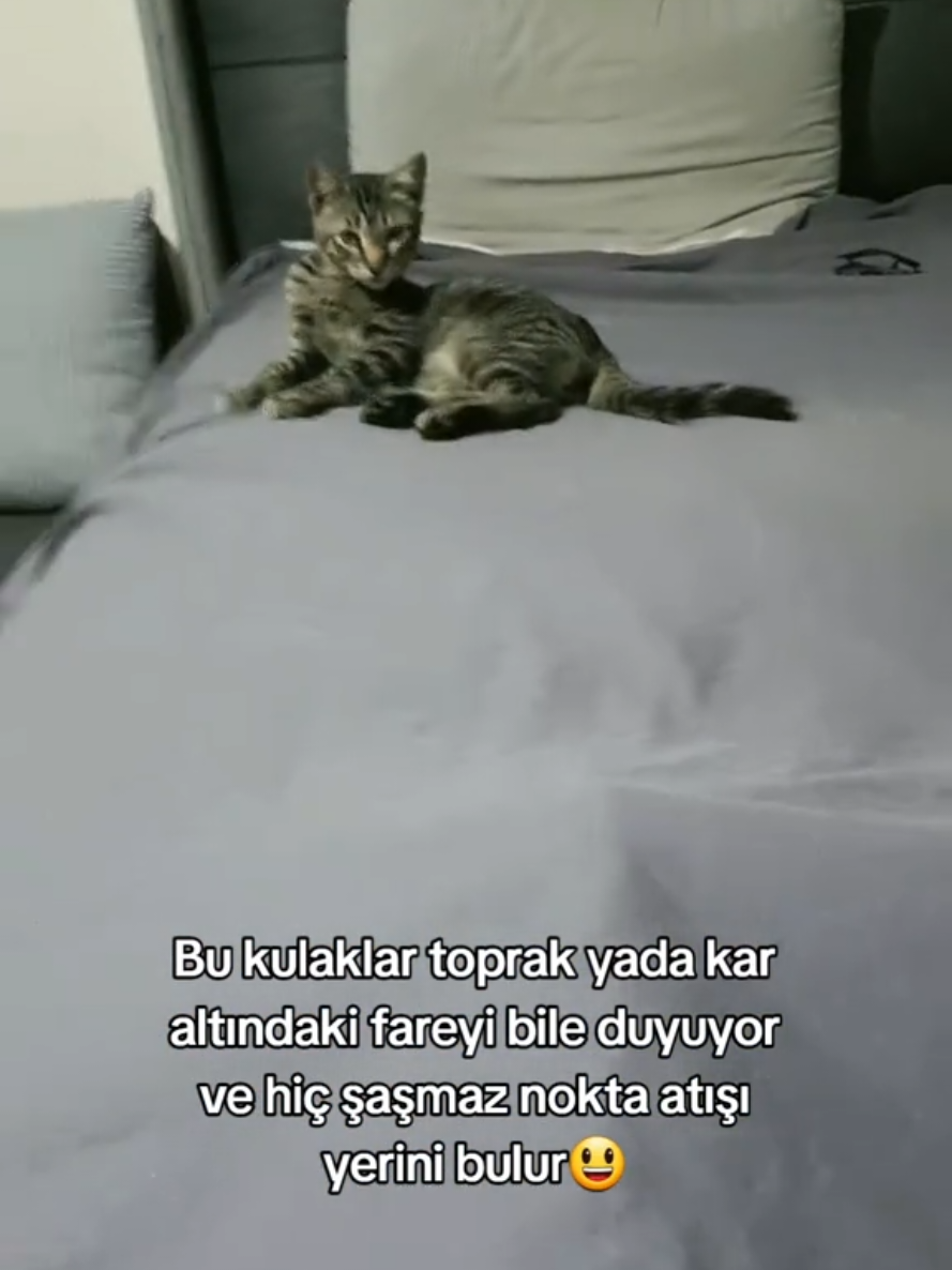 @kuzey